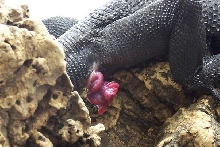 hemipene- Varanus beccari