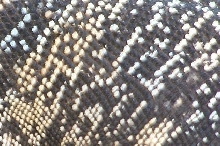 Can You Guess Which Species??