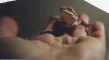Baby Fergus in my hand-2 monthes