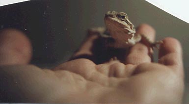Baby Fergus in my hand-2 monthes