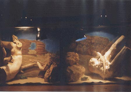 Fergus and Pagonas house