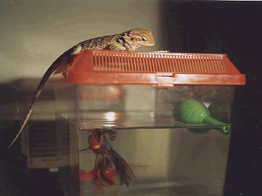 Gympo Kissing Pagona