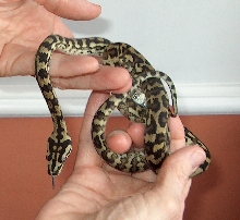 Carpet python 5months ? type