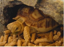 Shy Tortoise - SiuGur