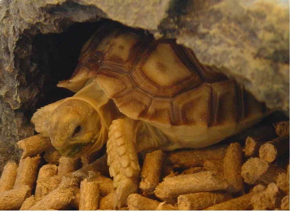 Shy Tortoise - SiuGur