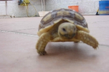 Sunbathing-sulcata