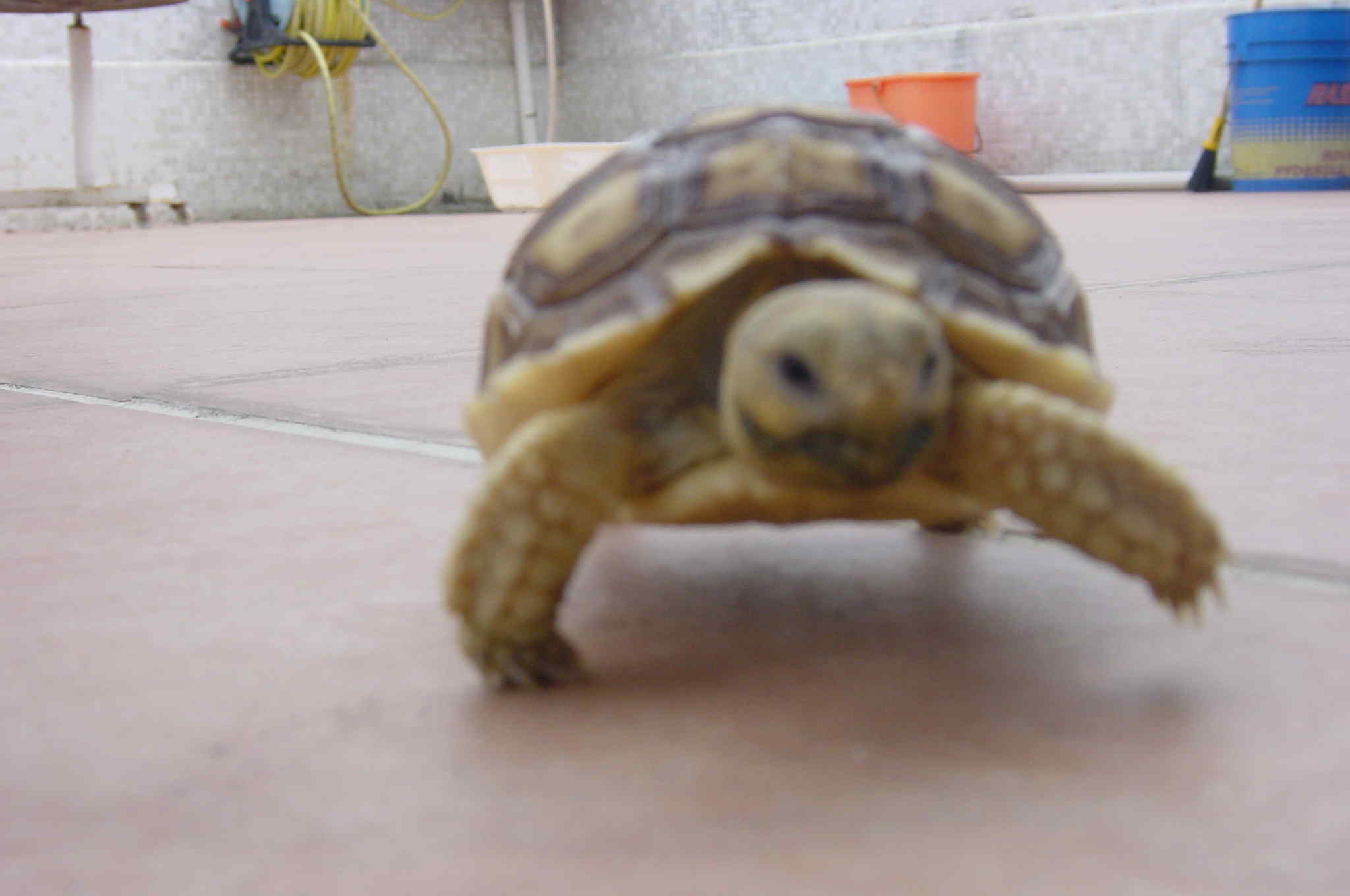 Sunbathing-sulcata