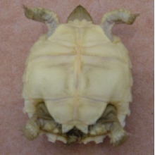 Boy or Girl? sulcata