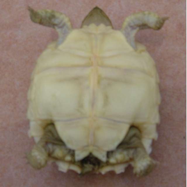 Boy or Girl? sulcata