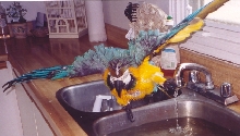 Bert having a bath
