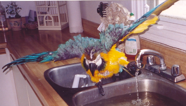 Bert having a bath