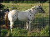 TBug's new paddock