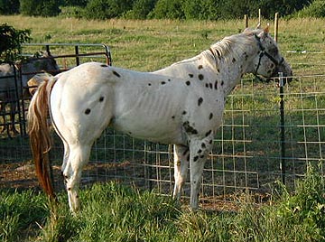 TBug's new paddock