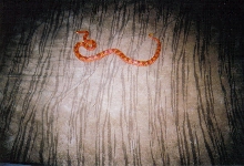 Sub-Adult Albino Corn Snake