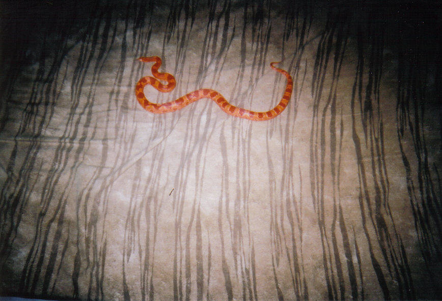 Sub-Adult Albino Corn Snake