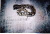 Ball Python