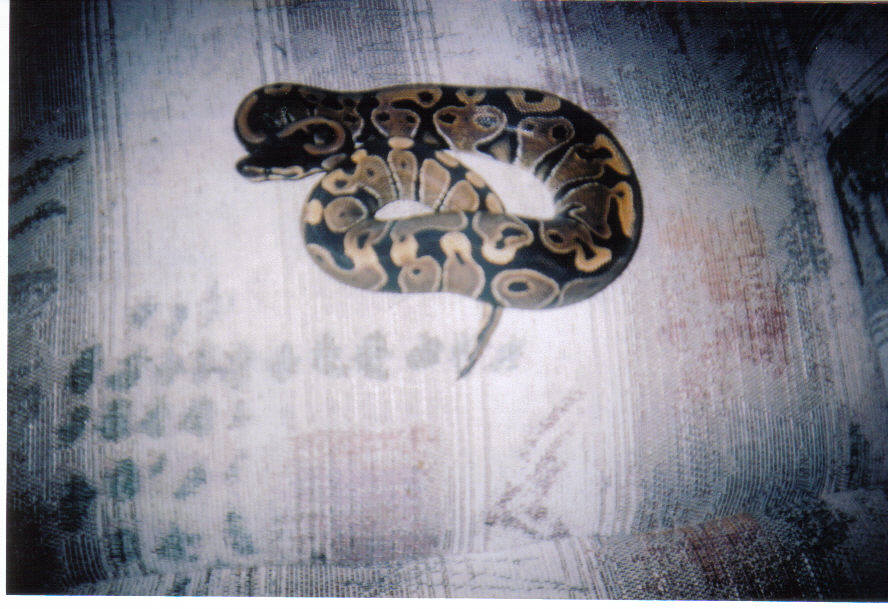 Ball Python