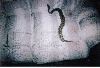 Bigger Ball Python
