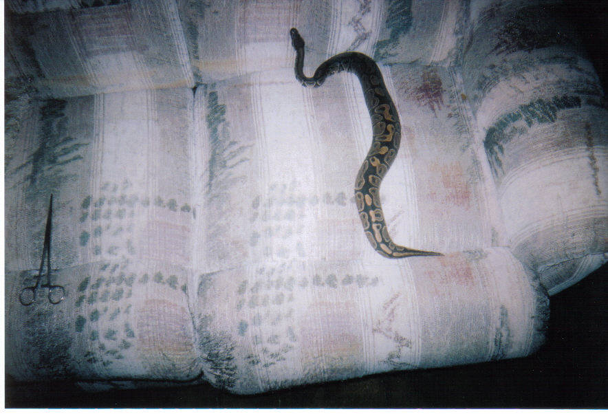 Bigger Ball Python