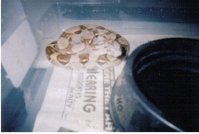 Colombian Red Tail Boa