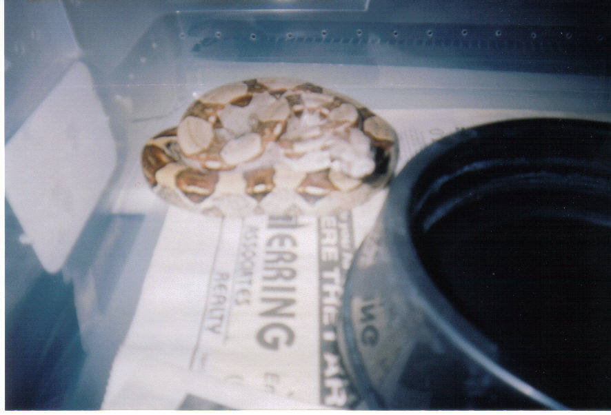 Colombian Red Tail Boa