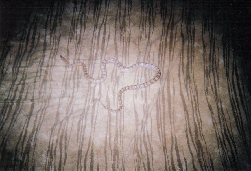 Ghost Corn Snake