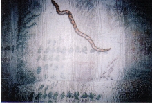 Kenyan Sand Boa