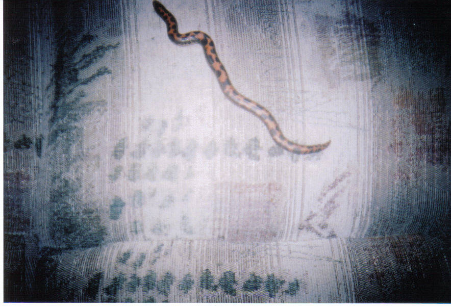 Kenyan Sand Boa