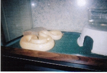 Pacific Albino Gopher Snake