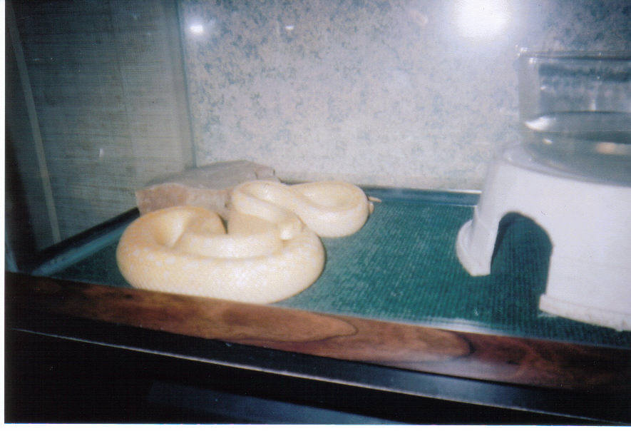 Pacific Albino Gopher Snake