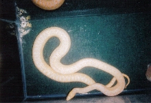 Gopher Snake