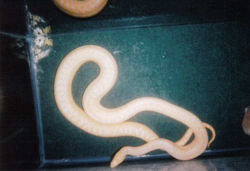 Gopher Snake