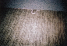 Snow Corn Snake