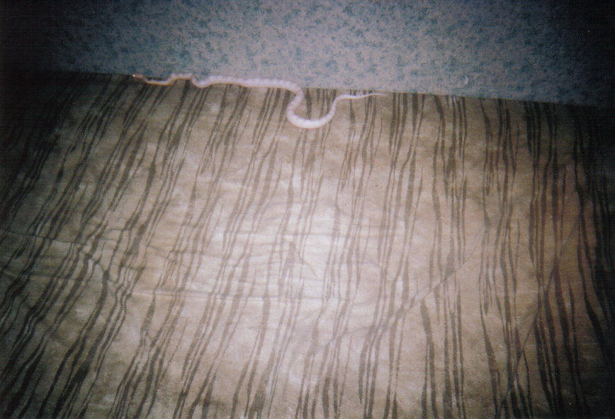Snow Corn Snake