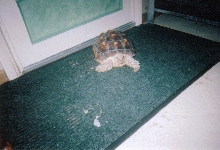 African Spurred Thigh Tortoise
