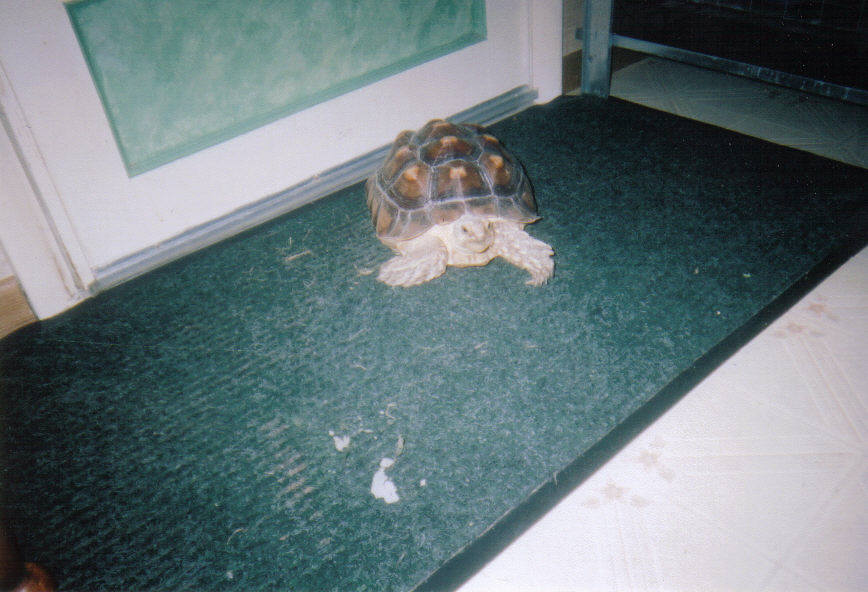 African Spurred Thigh Tortoise