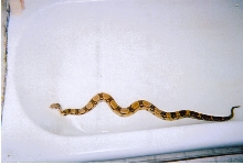 pretty red tail boa
