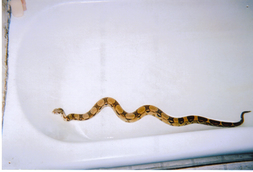 pretty red tail boa