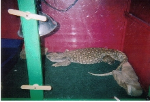 savannah monitor