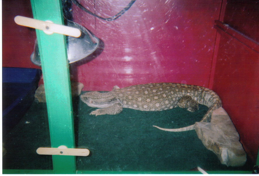 savannah monitor