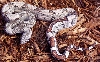 2003 JUNGLE BOA