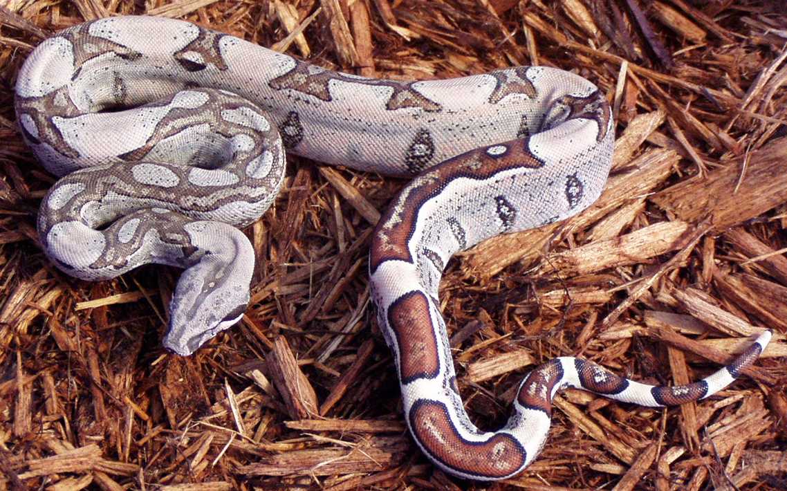 2003 JUNGLE BOA