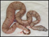 2003 Salmon Argentine Litter