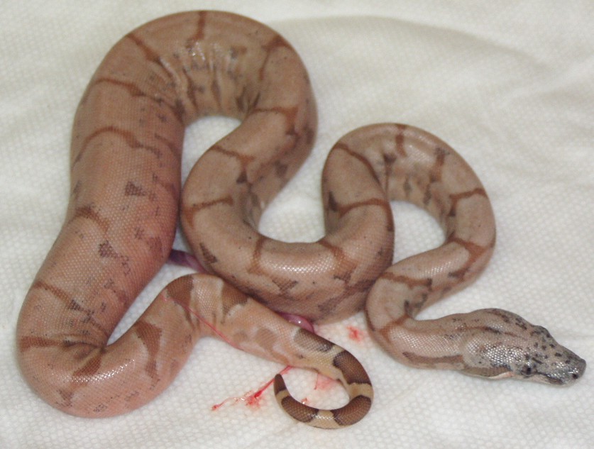 2003 Salmon Argentine Litter