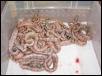 2003 Salmon Argentine Litter