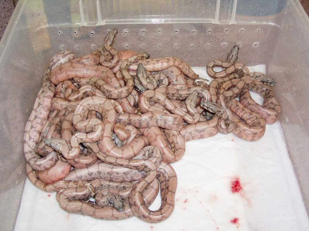 2003 Salmon Argentine Litter