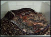 2003 Salmon Argentine Litter