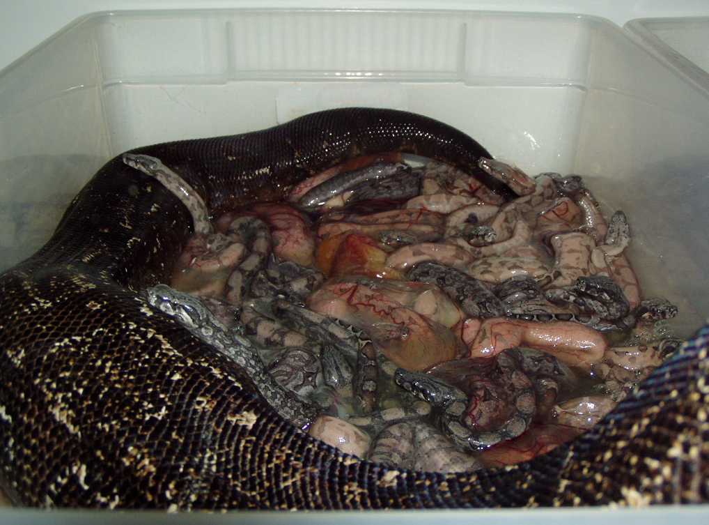 2003 Salmon Argentine Litter