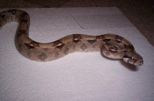 My new male I call him Max
