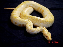 Faded Albino Strain Burmese Python